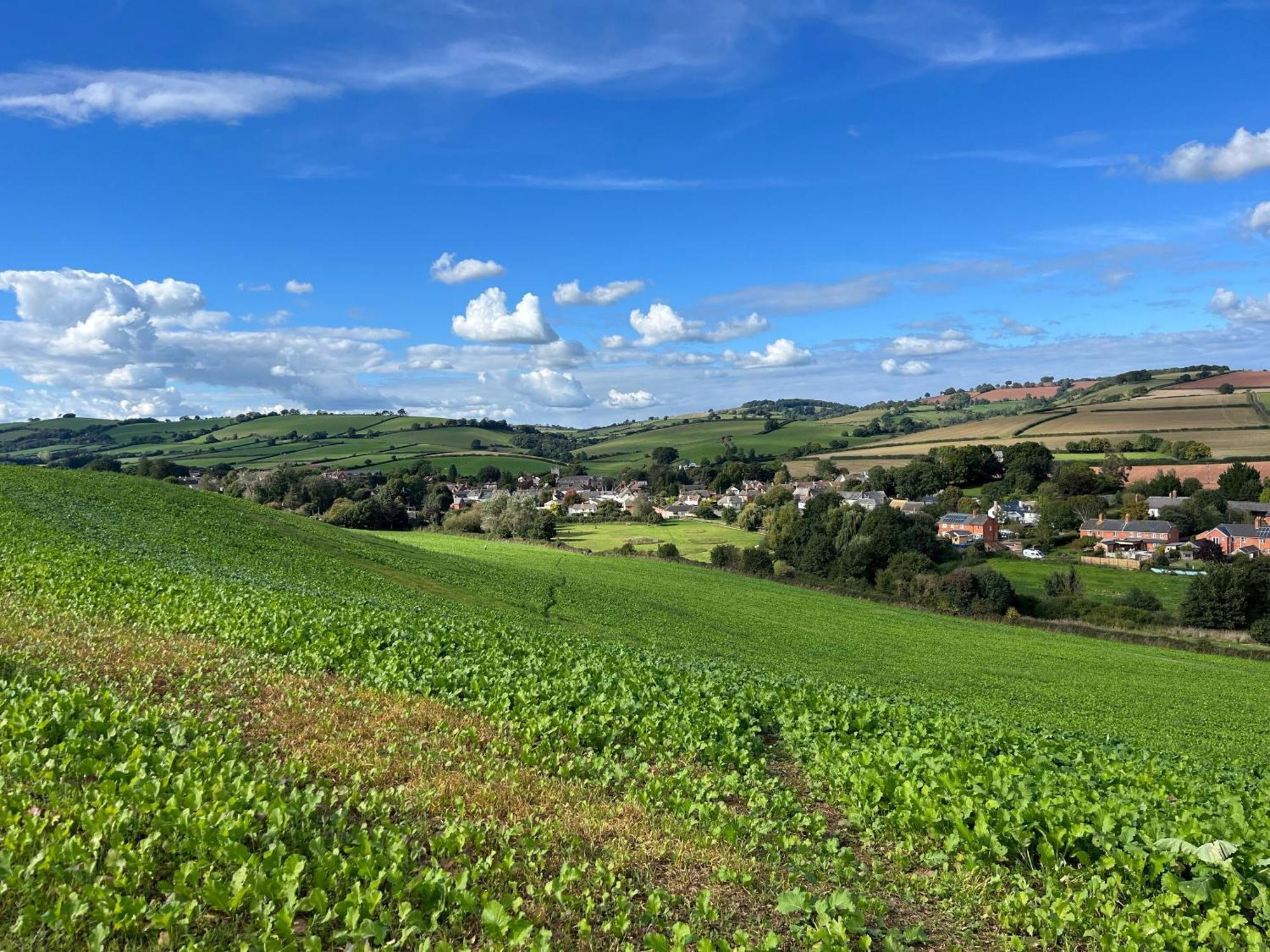 Thorverton Arms Rum bild